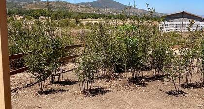 Camping Site in Tecate #1