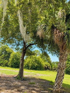 A tree with hanging moss and a palm tree with a textured trunk. - Cozy private studio with a small kitchen and a private bathroom (Clewiston)