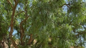 Un sentier bordé d’arbres mène à un bâtiment dont la porte est jaune.
