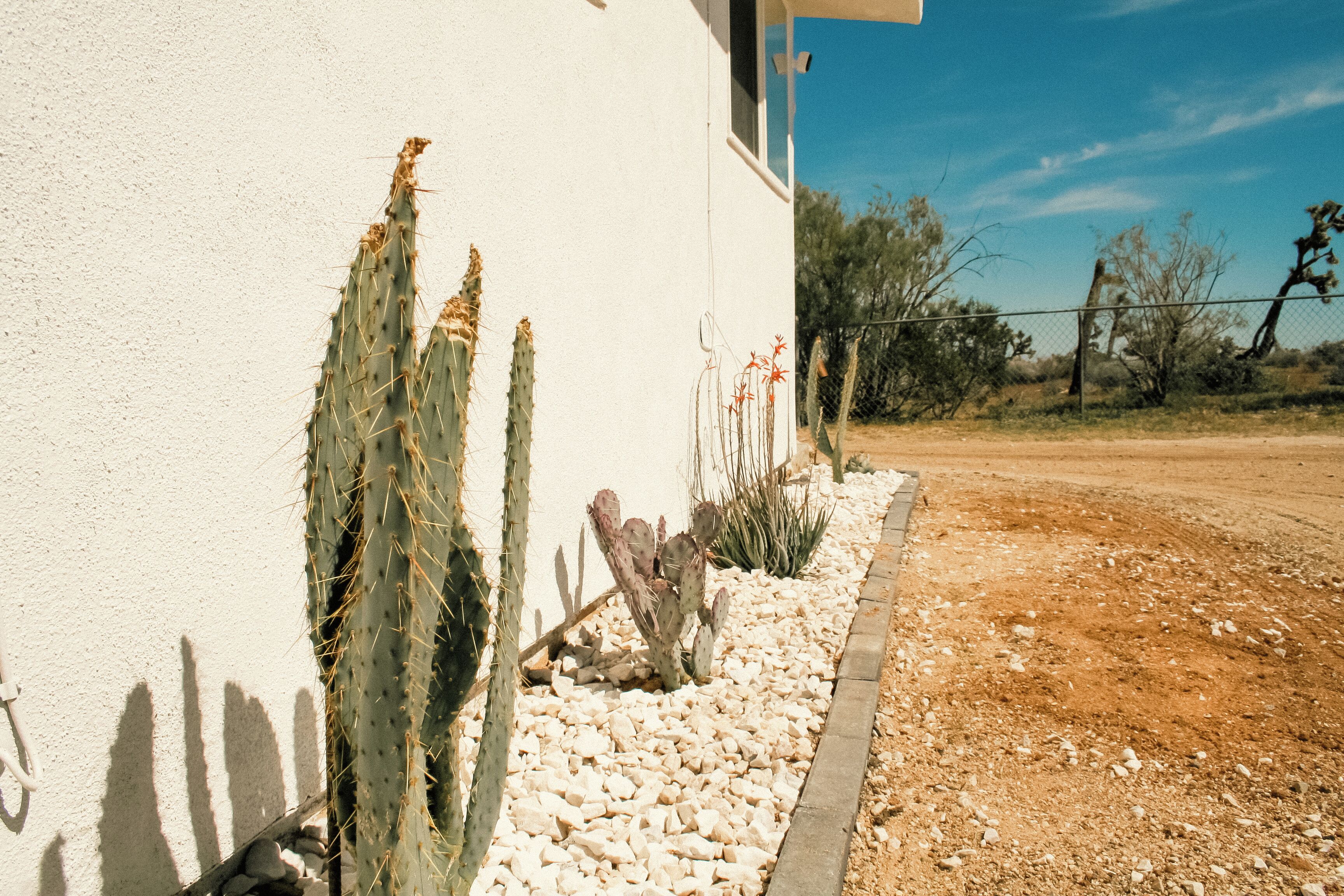 A building with a white exterior, a cactus garden, and a clear blue sky.