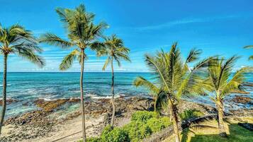A beach with palm trees and rocky shoreline.