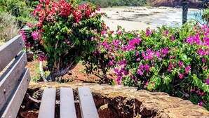 A bench, pink flowers, and a beach in the background. - New Fall Sale Ocean View Studio Near Kepuhi Beach and Sunset Pool (Maunaloa)