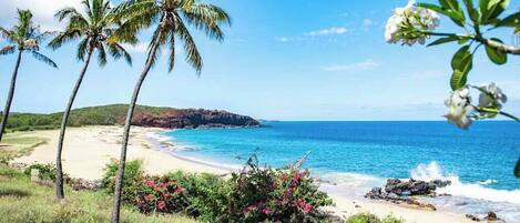A beach with palm trees and a view of the ocean.