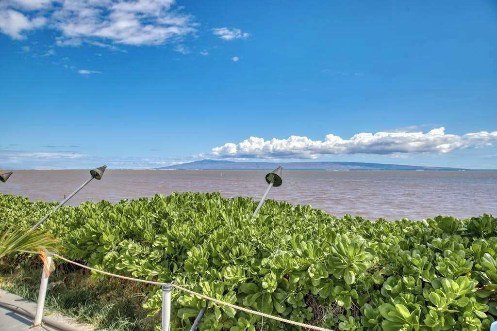 Vista costera con una masa de agua, cielo despejado y vegetación verde densa en primer plano.