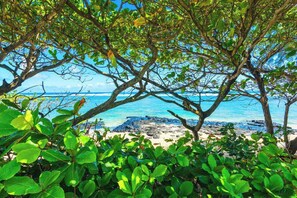 Ein Strand mit klarem, blauem Wasser, Felsen und dichtem, grünem Grün.