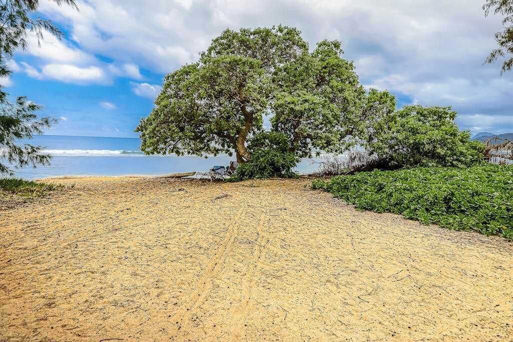 Una playa arenosa con un árbol grande y abundante vegetación.