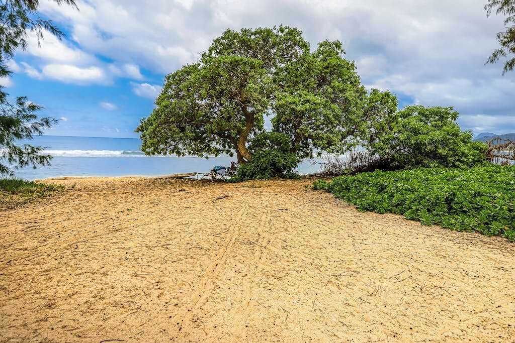 A sandy beach with a large tree and dense greenery.