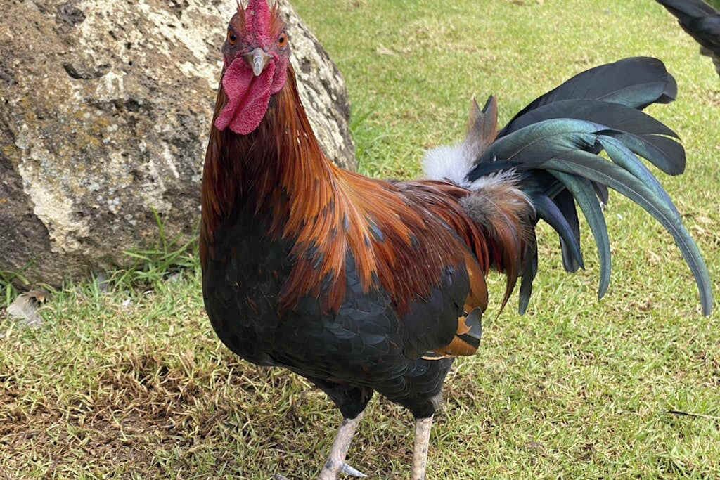 A rooster with a red comb and black and brown feathers standing on grass.