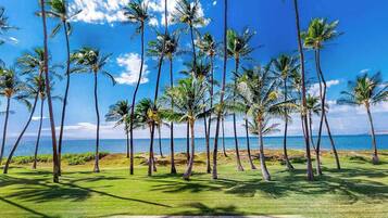 A grassy area with palm trees and a view of the ocean.