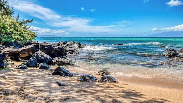 Ein Strand mit klarem türkisblauem Wasser, felsigem Ufer und Palmen.