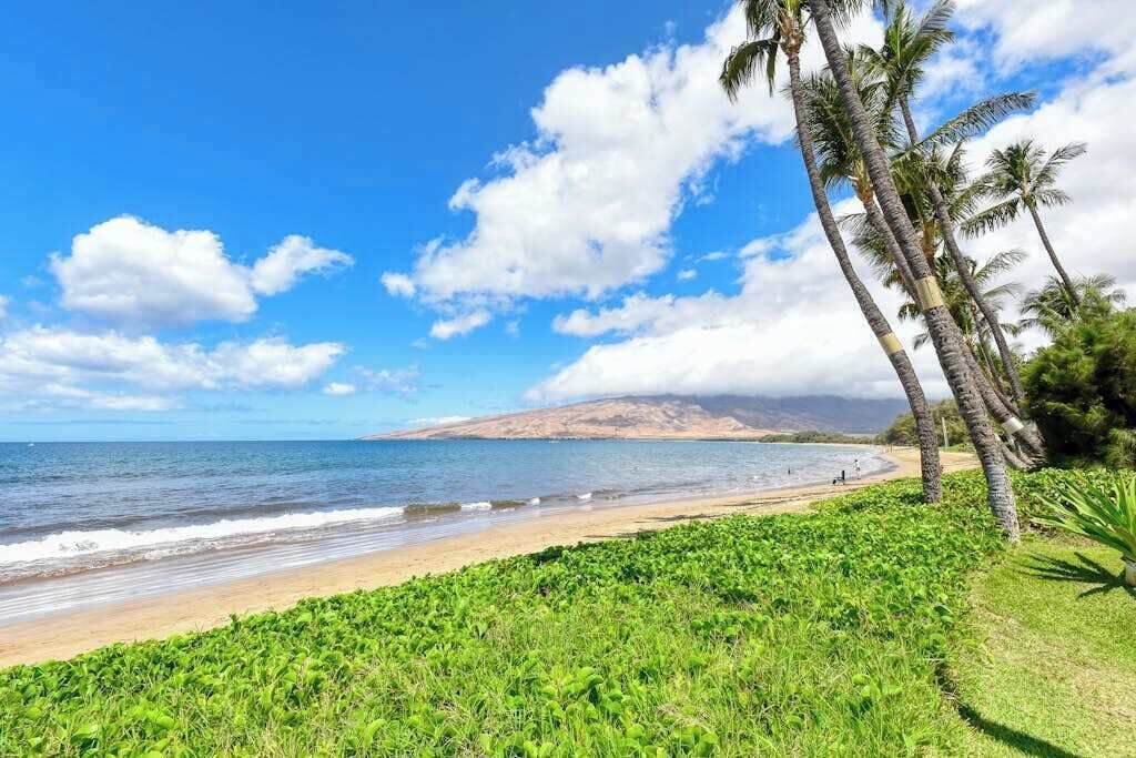 A beach with palm trees, ocean, and a distant mountain.