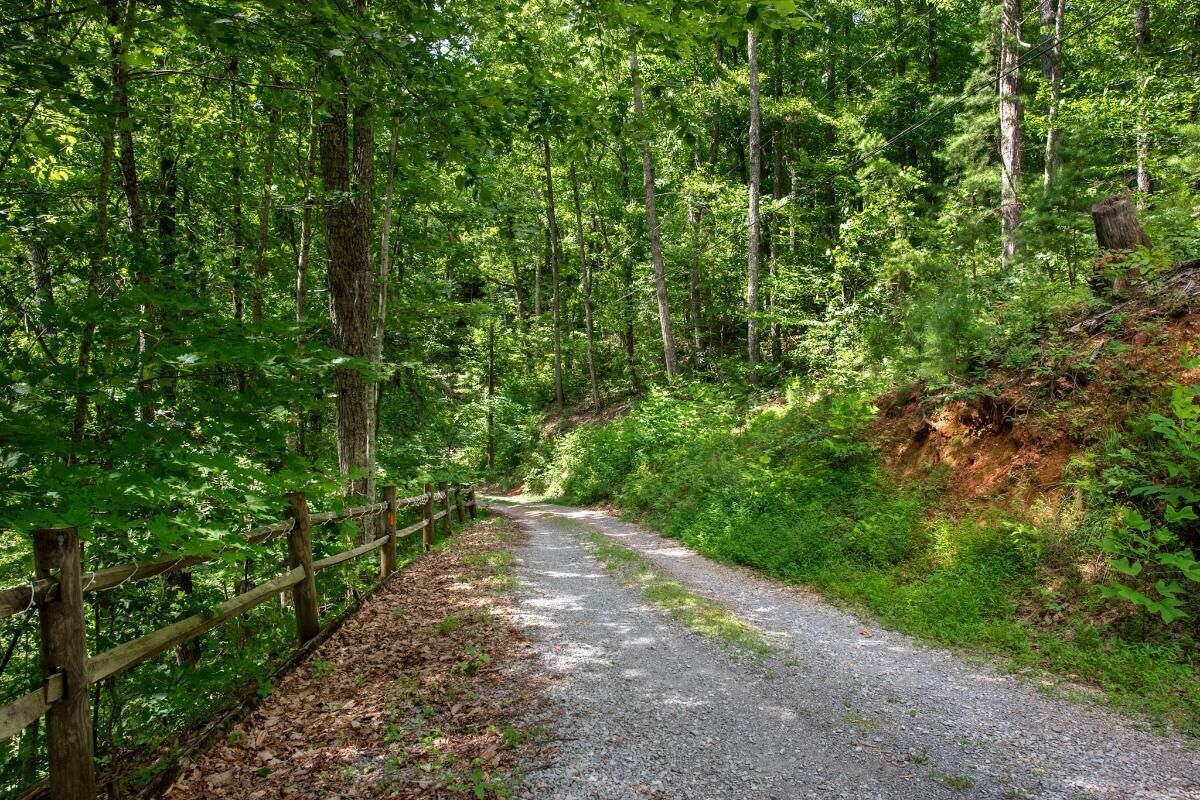 A forested path with a wooden fence, surrounded by dense green foliage.