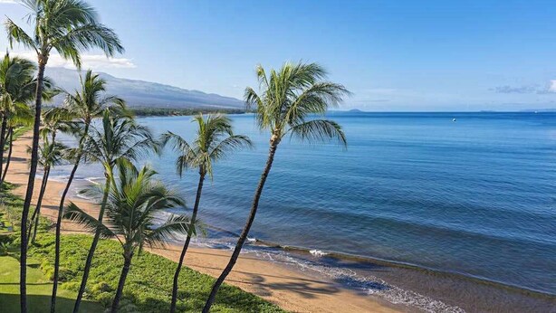 Ein Strand mit Palmen und Blick auf den Ozean.