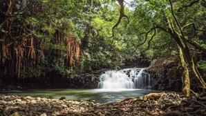 Eine natürliche Landschaft mit einem Wasserfall, dichtem Grün und einem felsigen Vordergrund.
