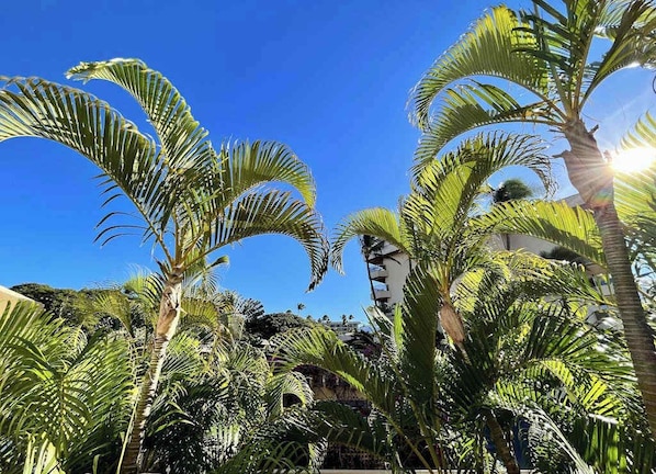Property grounds - Kihei Island Getaway with Pools, Hot Tubs, Tennis & BBQs (Kihei)