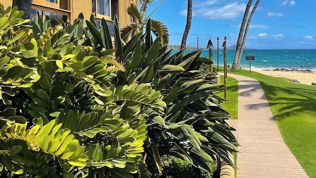 A pathway leading to a beach with palm trees and a building with arched windows. - NEW Ocean-View Keawakapu Beach Suite for Four (Kihei)