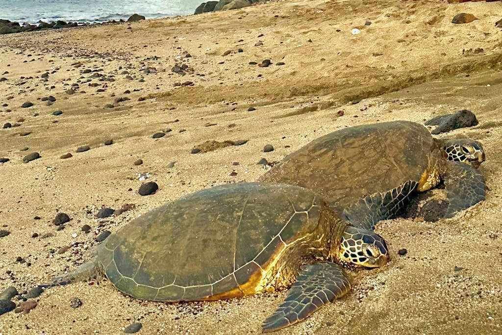 Eine Schildkröte an einem sandigen Strand, gesprenkelt mit Steinen.