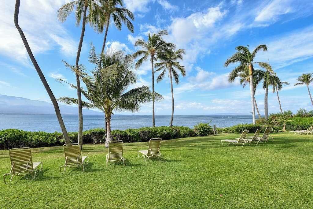 A grassy area with lounge chairs and palm trees, overlooking a body of water.