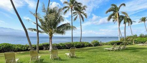 A grassy area with lounge chairs and palm trees, overlooking a body of water.