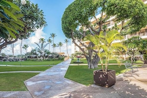 Une cour d’hôtel avec un chemin pavé, des palmiers et un grand arbre à la forme particulière.