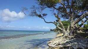 Ein Strand mit klarem Wasser, ein großer Baum mit freiliegenden Wurzeln und eine entfernte Küste.
