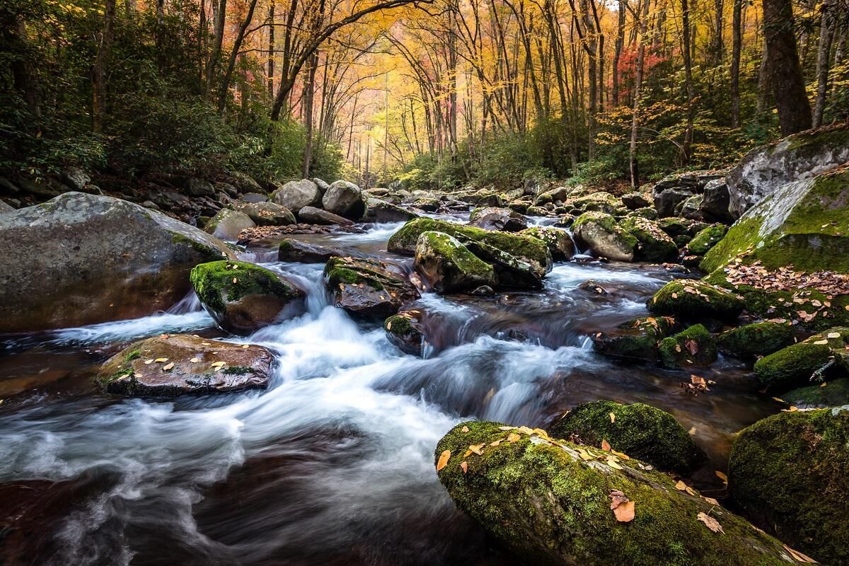 A forest stream with rocks and moss.