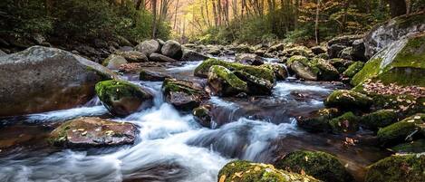 A forest stream with rocks and moss.