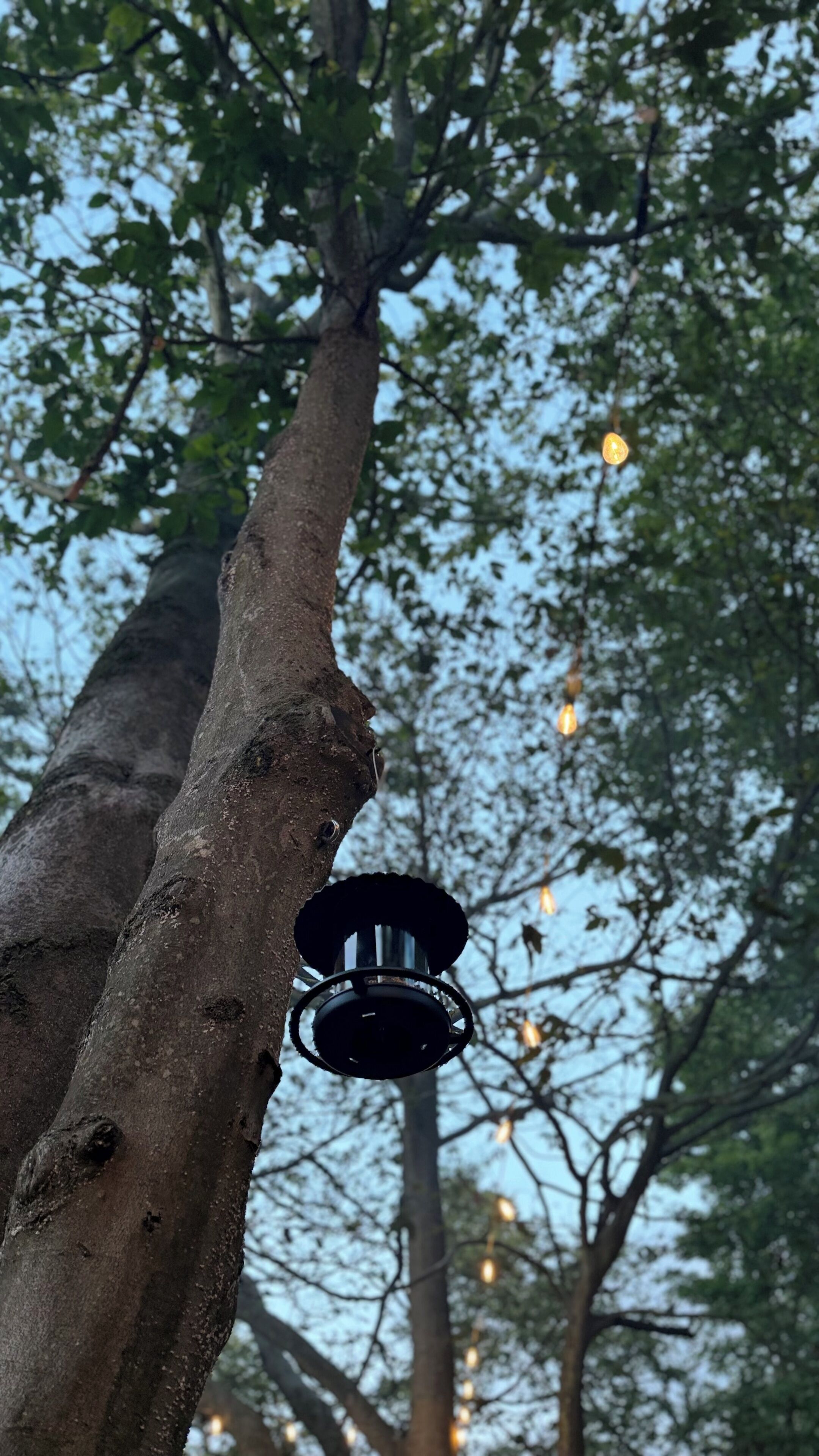 Un arbre avec une suspension lumineuse.