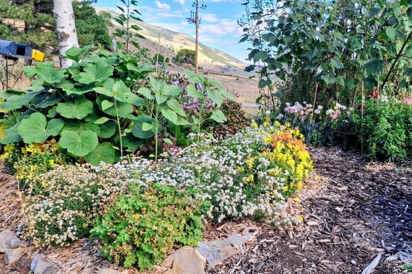 Un jardín con diversas plantas y flores, una valla de madera y un cielo despejado.