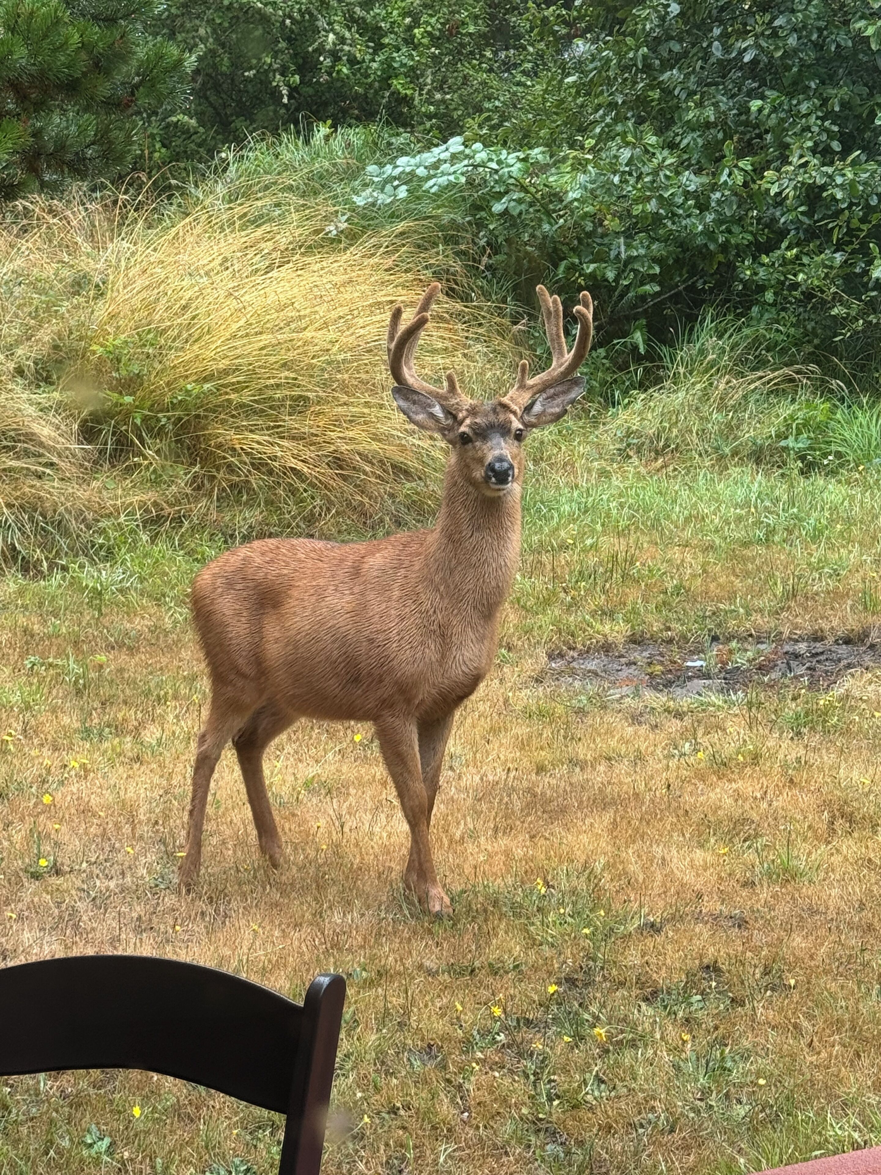 A deer in a grassy field with dense foliage in the background.