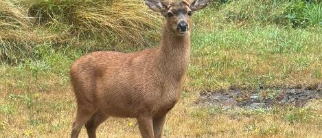 A deer in a grassy field with dense foliage in the background.