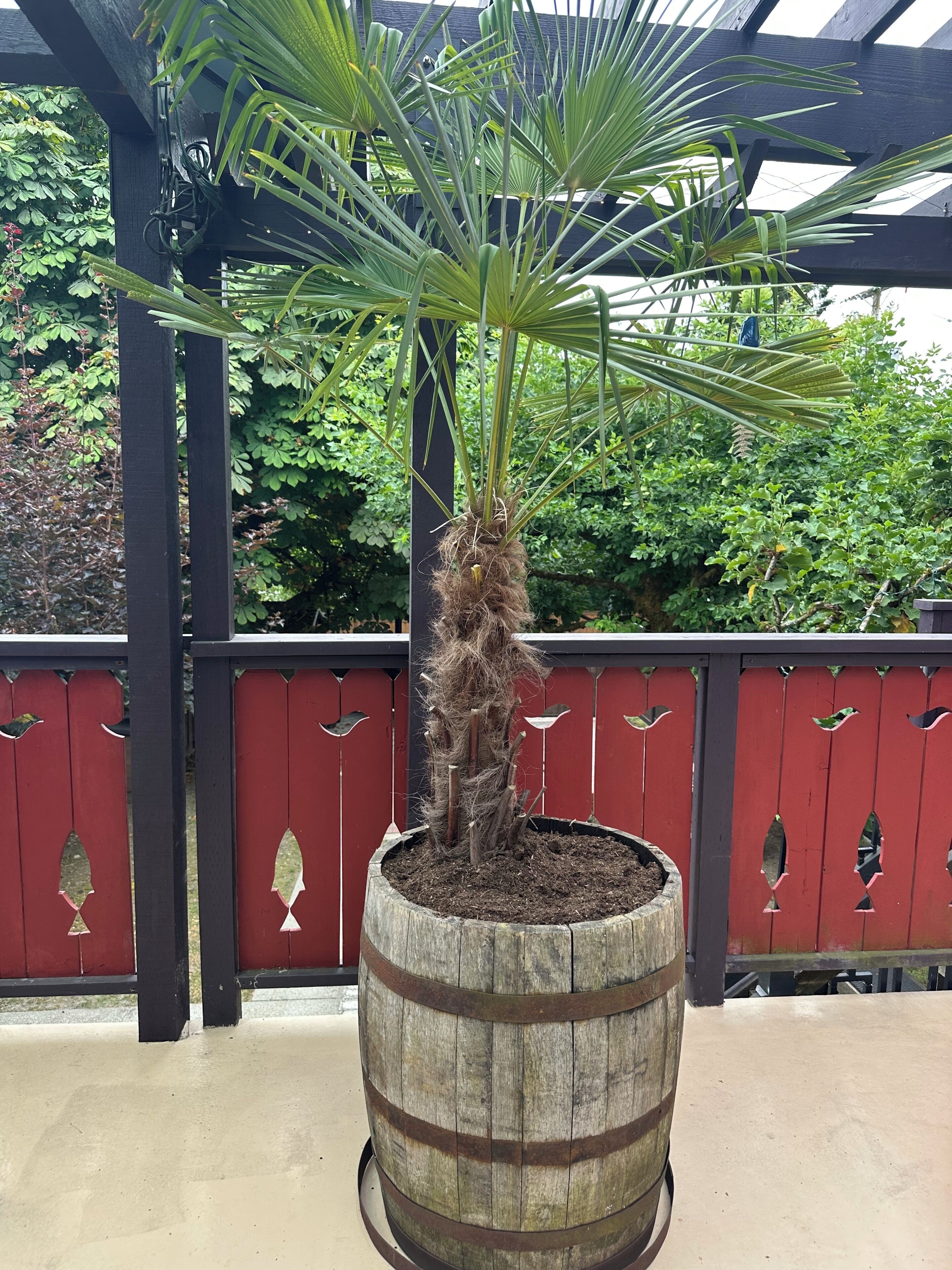 Un plant en pot, avec une base en forme de tonneau en bois, une structure de pergola en bois et une clôture rouge ornée de motifs décoratifs découpés.