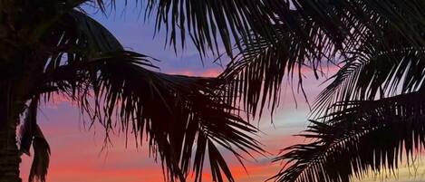 Une scène de plage avec des palmiers et un coucher de soleil.