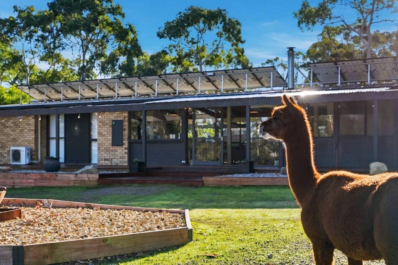 A modern building with a large glass facade, a solar panel array on the roof, and a llama in the foreground.
