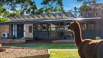 A modern building with a large glass facade, a solar panel array on the roof, and a llama in the foreground.