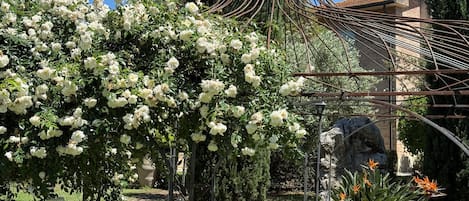 Un jardín con un pérgola cubierta de flores blancas, una estructura de piedra y una mesa de madera.