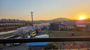 A sunset view from a balcony overlooking a street lined with cherry blossoms, a bus, and a truck.