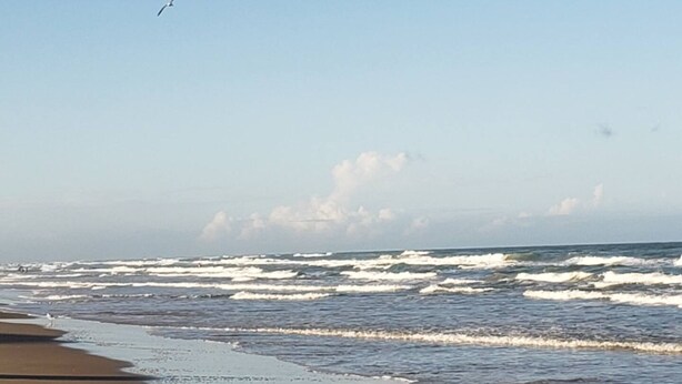 En strand med bølger, en klar himmel og en fugl i flugt.