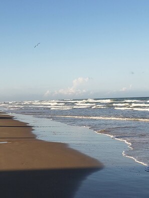 Ein Strand mit Wellen, einem klaren Himmel und einem fliegenden Vogel.