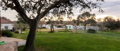A grassy yard with a large tree, a paved walkway, and a building with a red roof.