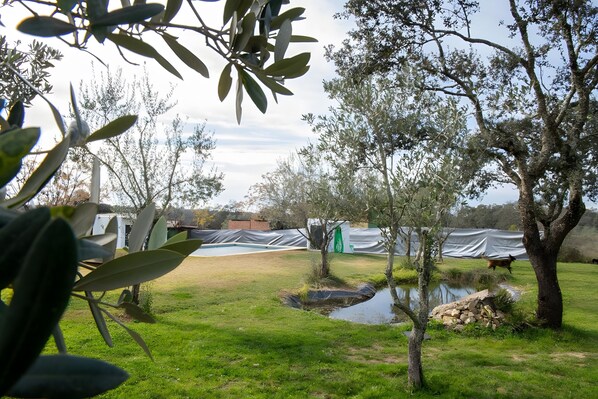 A grassy area with trees, a small pond, and a covered structure.