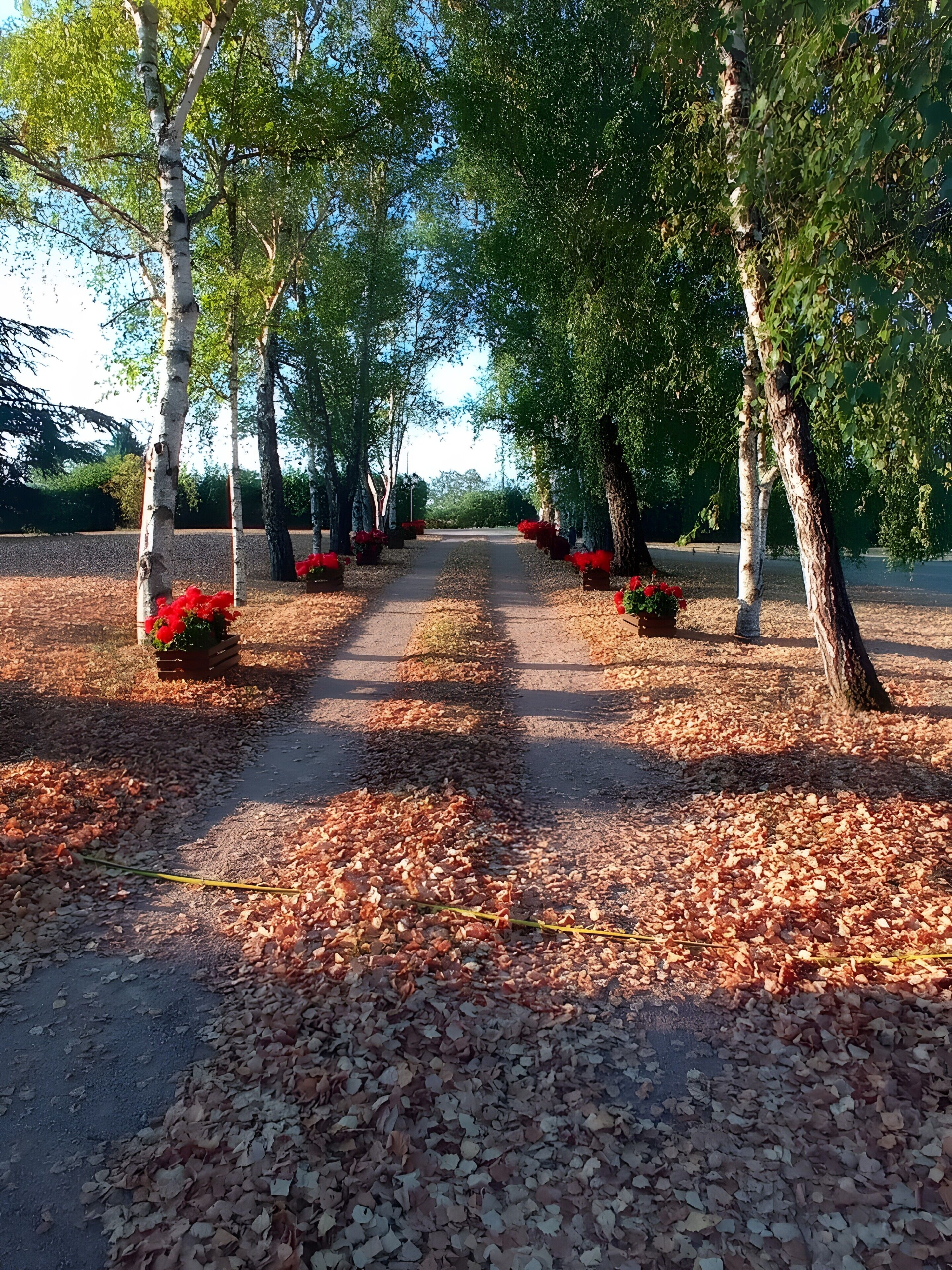 A pathway lined with trees and flower beds.