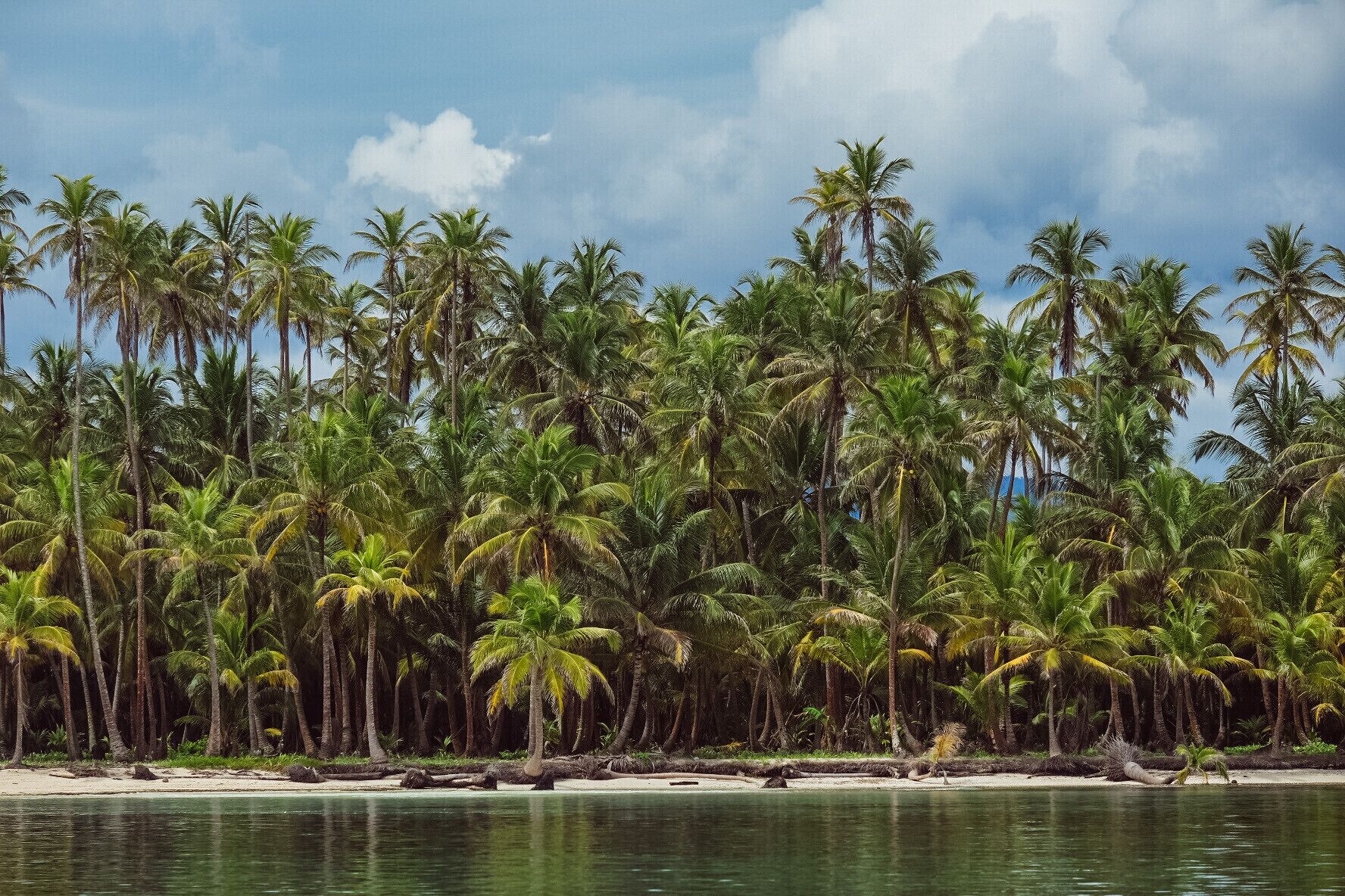 A beach with palm trees and a calm sea.