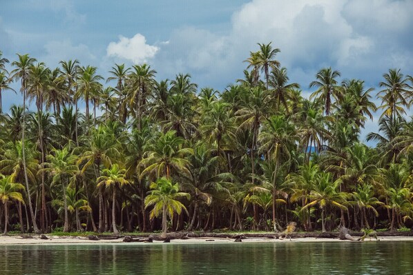 A beach with palm trees and a calm sea.