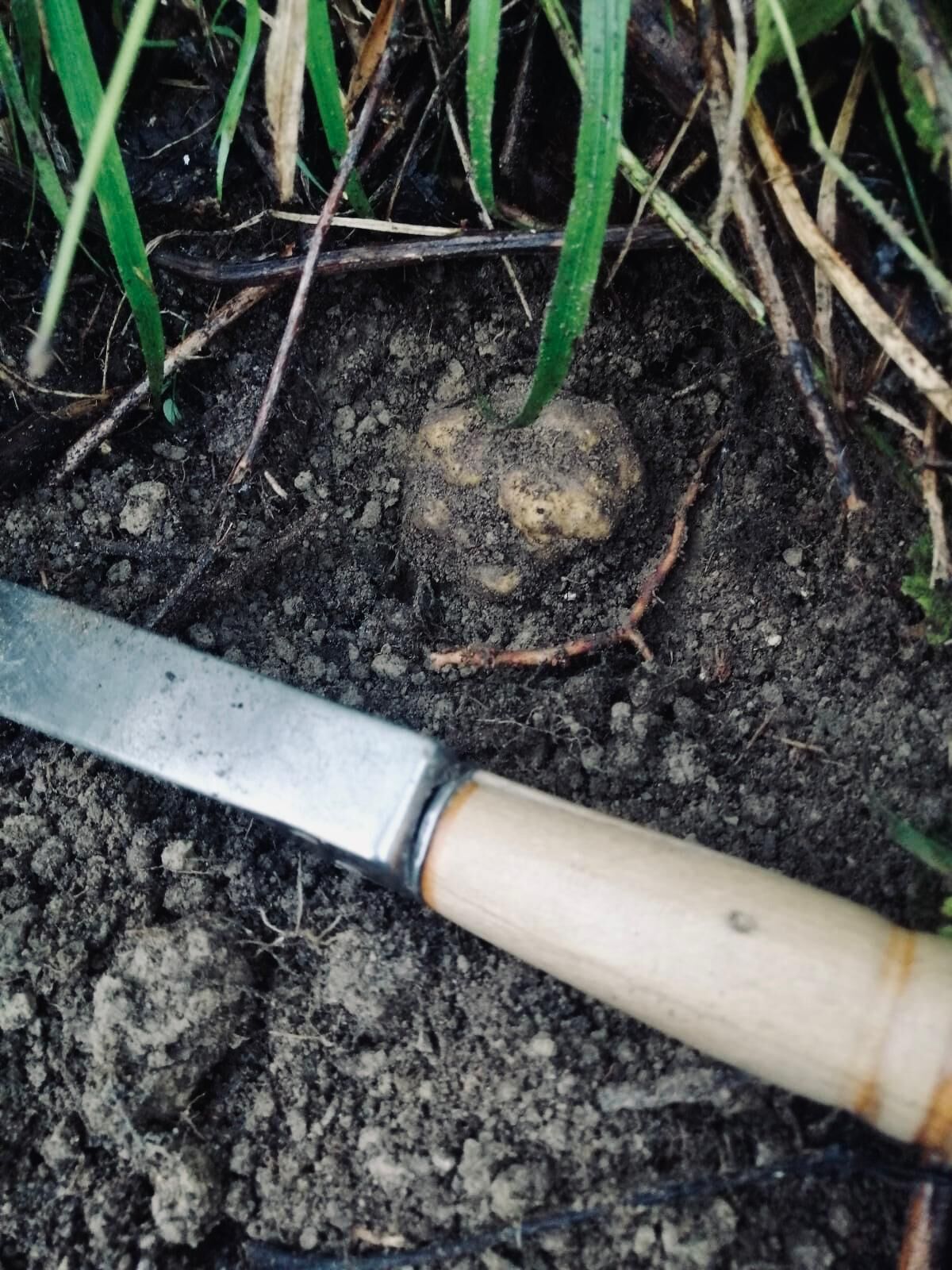 Gros plan d’un outil de jardinage doté d’une lame en métal et d’un manche en bois, posé sur de la terre où l’on peut voir des racines et de l’herbe.