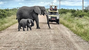 Un camino de tierra con un elefante y un vehículo.