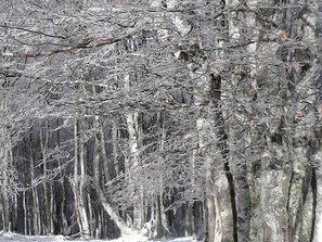 A dense forest with tall, leafless trees and a snow-covered ground. - Charming studio, terrace mountain view - 4 guests (Cauterets)