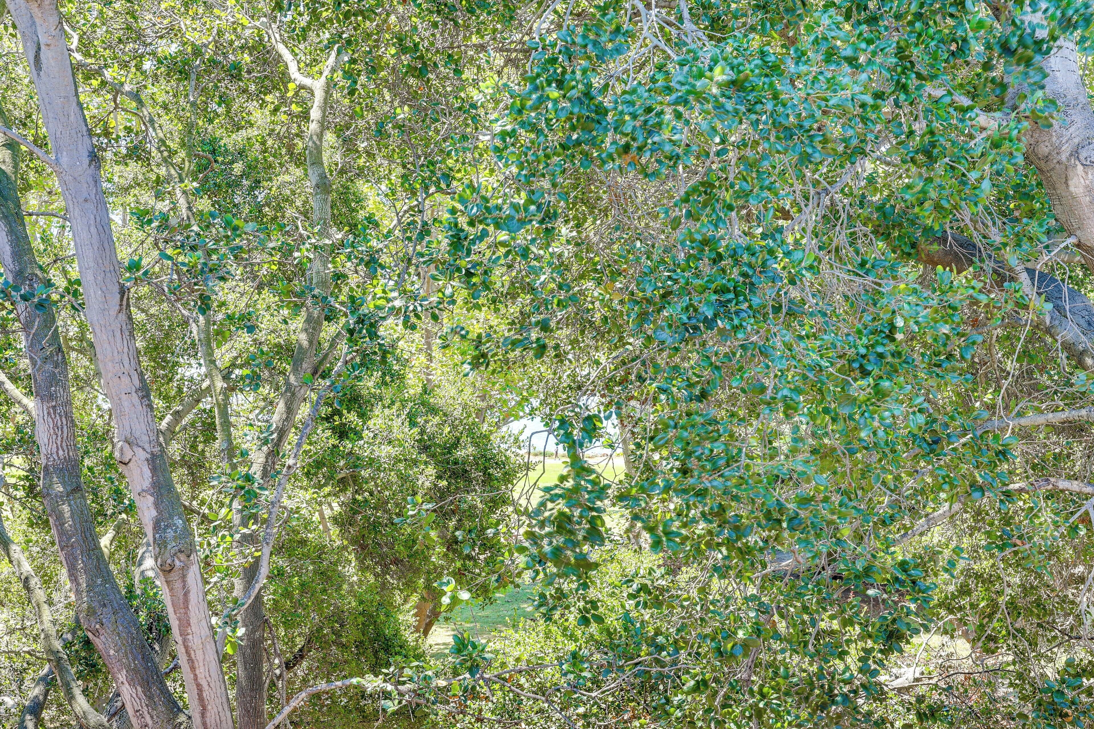 A dense forest with various trees and branches.