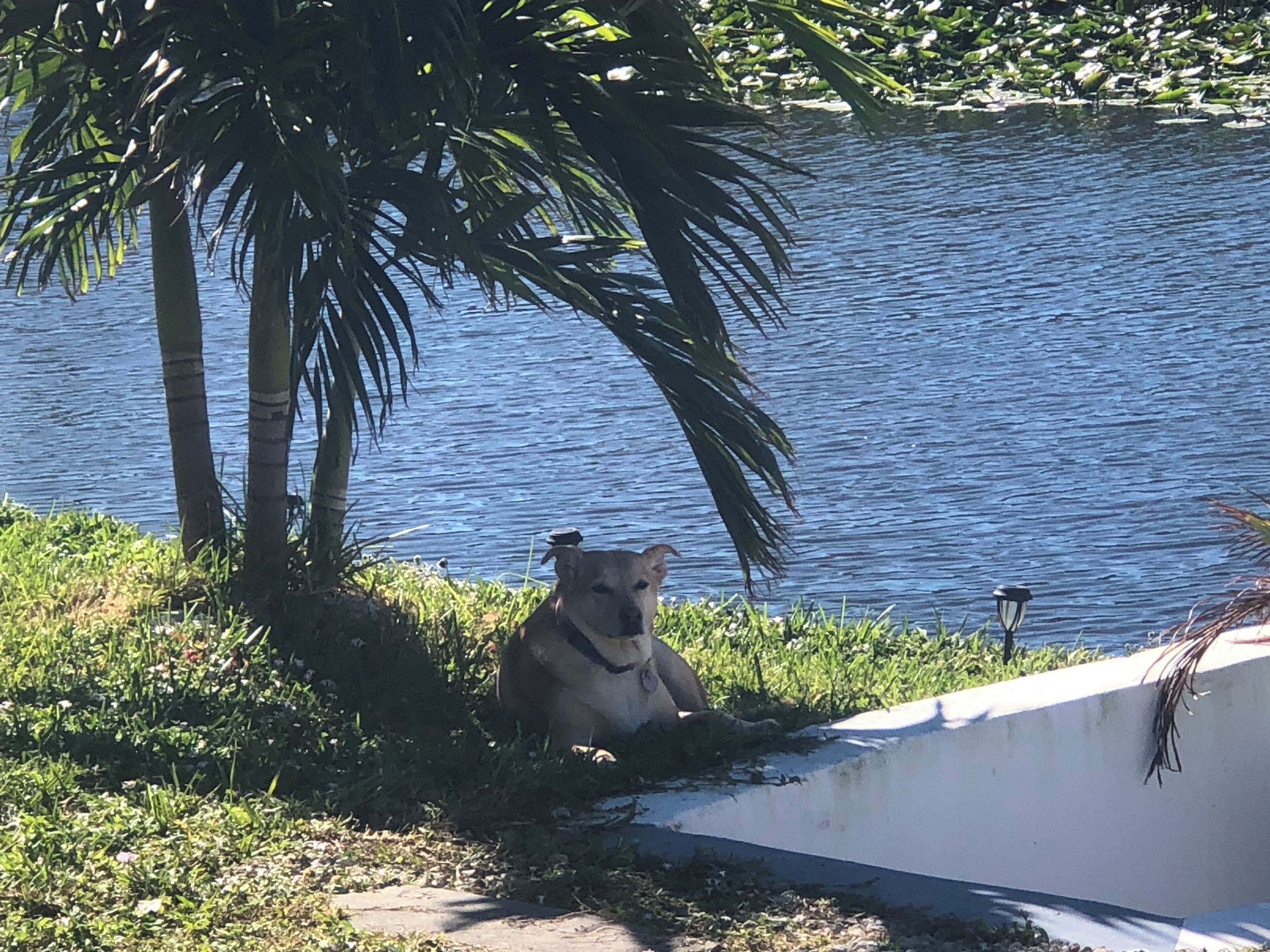 Un perro sentado junto a una masa de agua, con una palmera y un muro blanco al fondo.