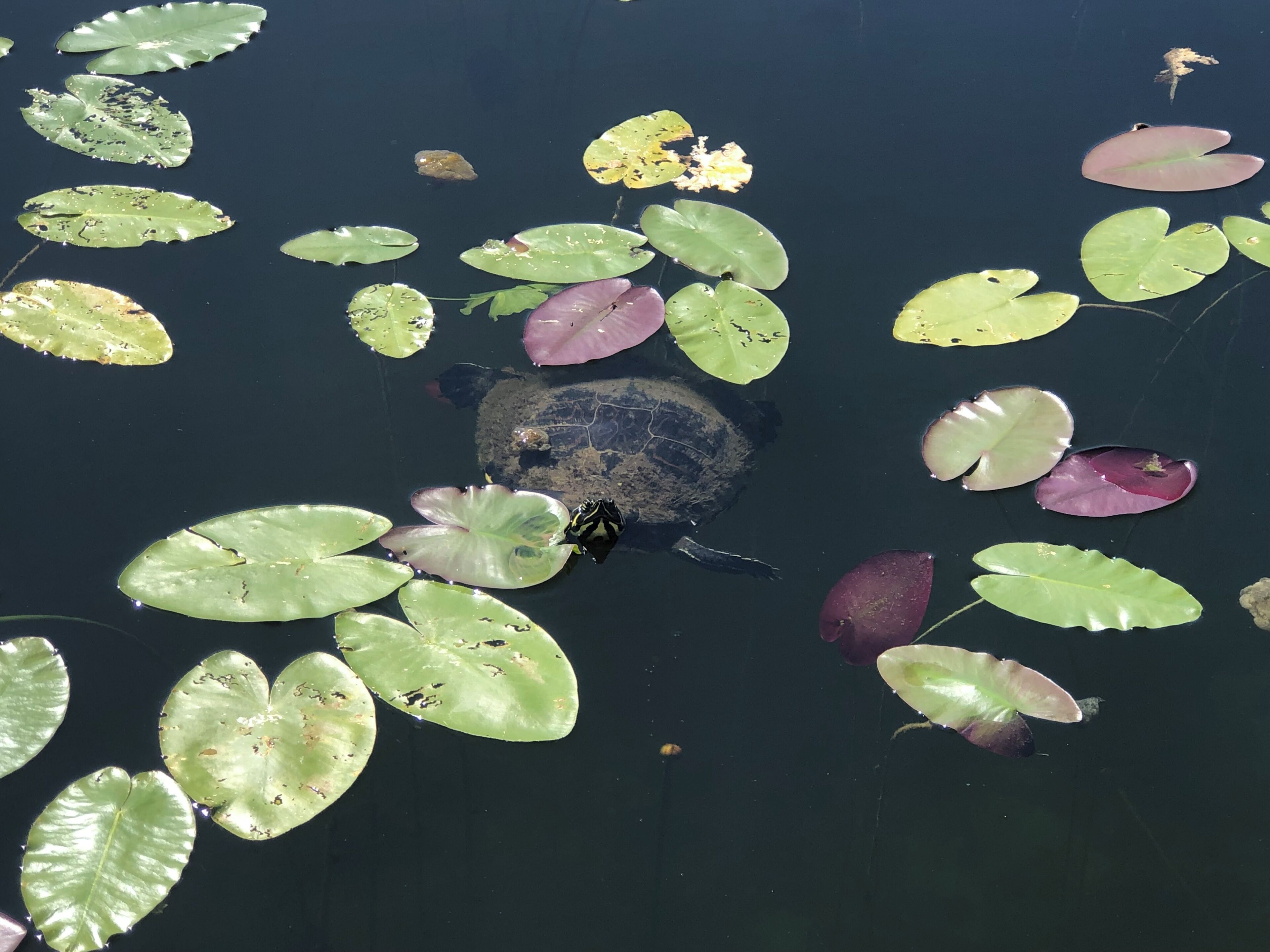 Een schildpad zwemt tussen waterlelies in het water.